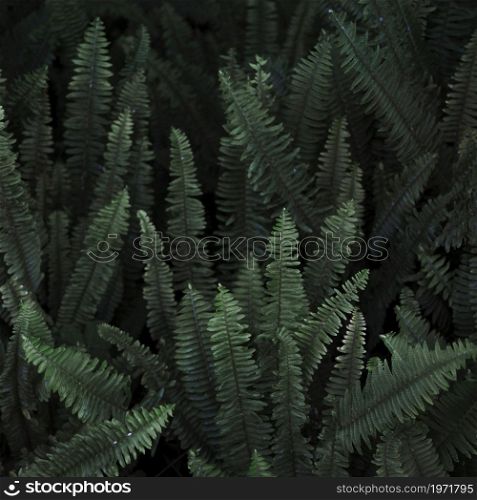 thicket wild fern. High resolution photo. thicket wild fern. High quality photo