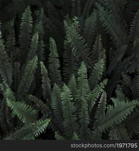 thicket wild fern. High resolution photo. thicket wild fern. High quality photo