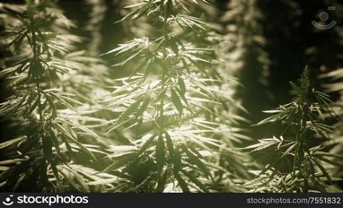 Thickets of marijuana plant on the field