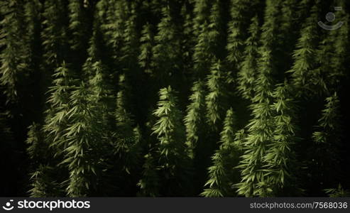 Thickets of marijuana plant on the field