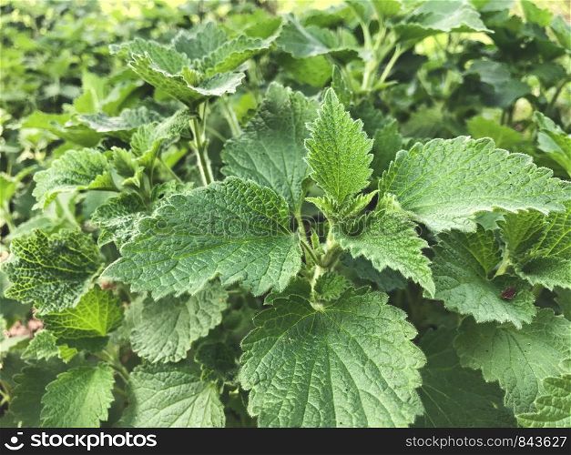 Thickets of nettles. Close-up
