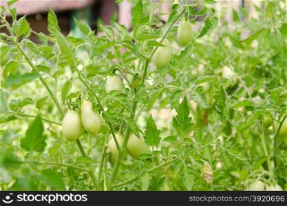 Thickets of tomatoes with green fruit is not ripe. Growing tomatoes on a country or a plot