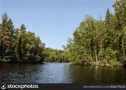 Thickets of trees on the shore of a forest lake on the Bolshoi Solovetsky Island, sunny summer day