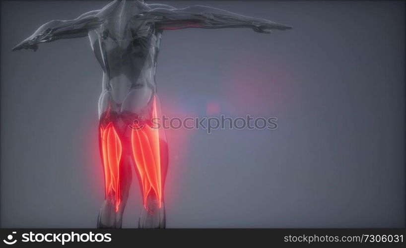 thigh muscles Visible muscle anatomy map —