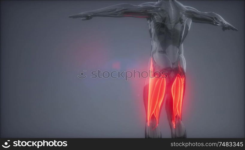 thigh muscles Visible muscle anatomy map —