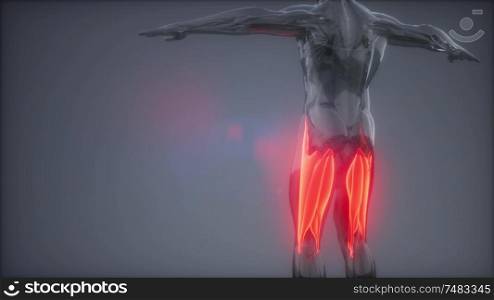 thigh muscles - Visible muscle anatomy map