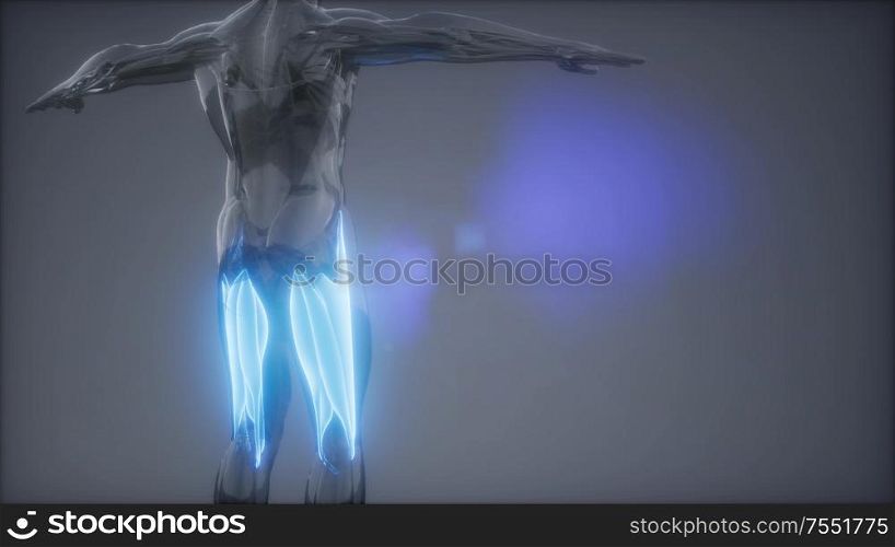 thigh muscles - Visible muscle anatomy map