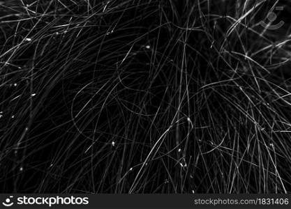 thin metal wire, black and white background image
