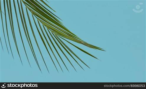 Thin palm leaves presented on a blue background with space for text. Creative layout of the leaves.. A branch of palm on blue background with copy space. Natural layout for your ideas.