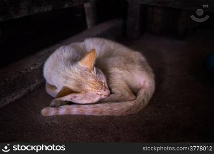 Thin yellow cat sleeping under table