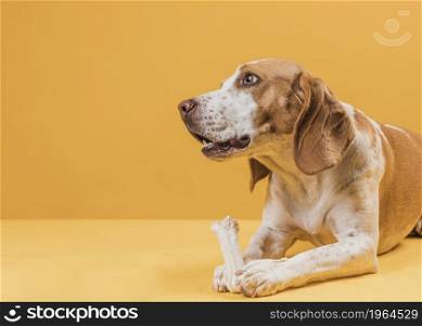 thinking dog holding bone looking away. High resolution photo. thinking dog holding bone looking away. High quality photo