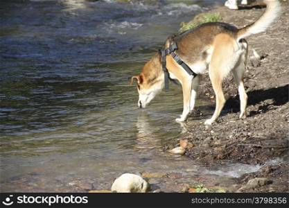 Thirsty dog drinking water in a river