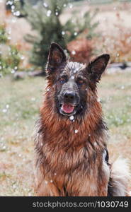 Thirsty dog enjoying sprayed water. Dog chilling himself playing with water while hot summer day in a garden. Real moments, authentic situations