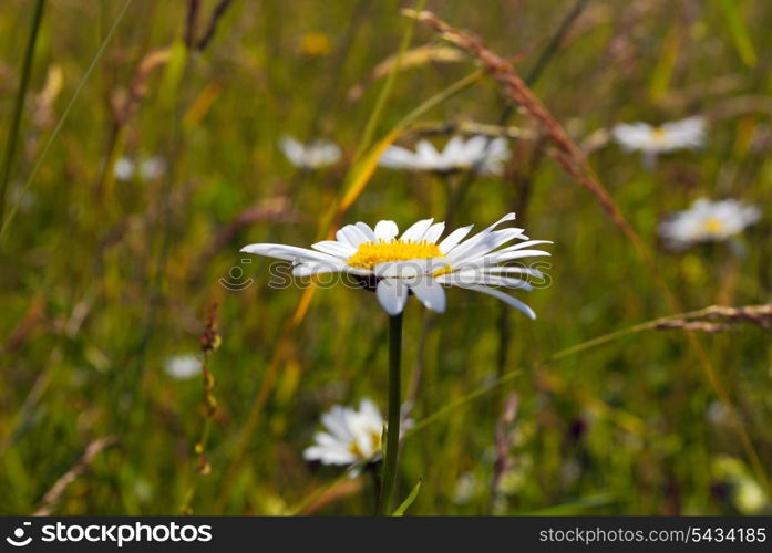 This flower grows in mountain&rsquo;s meadows