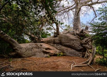 This is a Baobab tree fell due to a hurricane that hit the island of Zanzibar. &#xA;The Baobab despite being dropped continues to live and grow and this makes it unique in the world. &#xA;Zanzibar, Tanzania