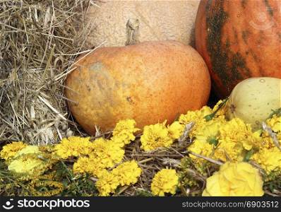 This is a beautiful image of autumn, with pumpkins and chrysanthemums