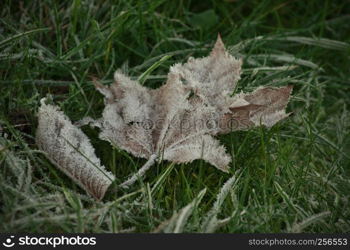 This is a horizontal image with shallow depth of field of a frozen Maple Leaf in brown color laying in green grass covered with ice crystals taken on a chilly autumn day. Photo taken on October 24, 2017.