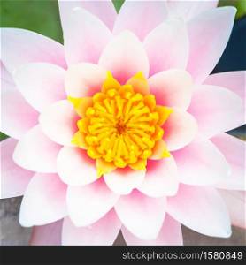 This is a living water lily (no studio photo) with natural sunlight. Useful for romantic and calm concepts.