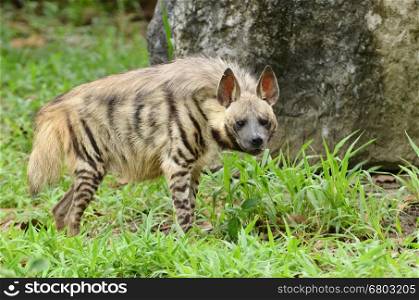 this is a striped hyena