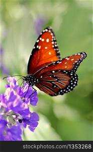 this is awesome view of butterfly on the flower a natural view background