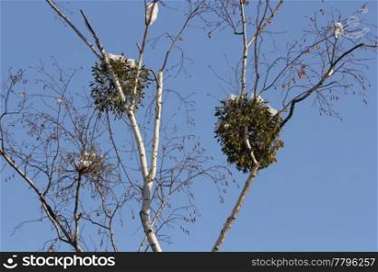 this is wild mistletoe, two of them kissing in the sky