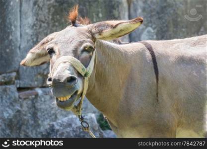 This mule, seen in rural Turkey, was &rsquo;smiling&rsquo; at first but rapidly became widly angry and threatening.