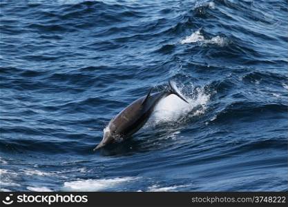 This ordinary dolphin jumping through the water near Ventura.