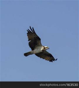 This Osprey is flying over his area on the eternal quest for food.