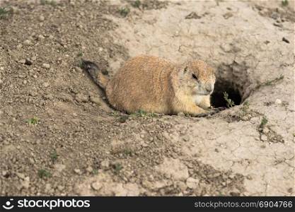 This Prairie Dogs remains curious about who approaches in South Dakota