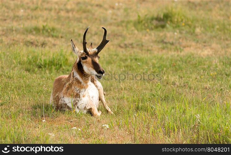This Pronghorn is content to lay in the sun in midday