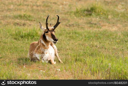 This Pronghorn is content to lay in the sun in midday