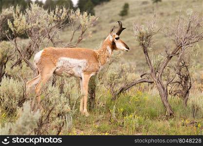 This Pronghorn is content to wonder around eating plants in midday sun