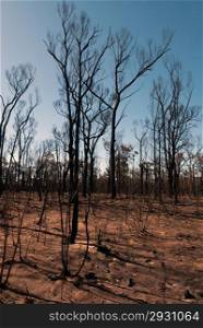 This scene, comprising parched earth and burnt trees, was captured following the recent bushfires in New South Wales, Australia