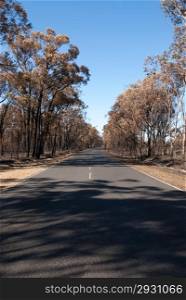 This scene, comprising parched earth and burnt trees, was captured following the recent bushfires in New South Wales, Australia