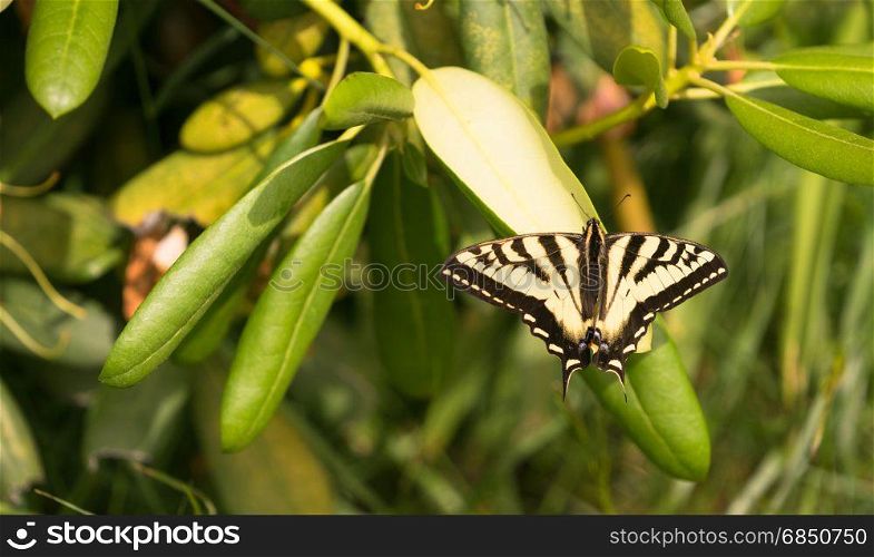 This Swallowtail Butterfly seems to be unfocused