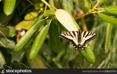 This Swallowtail Butterfly seems to be unfocused