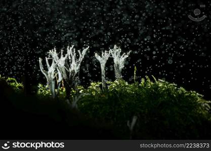 This white or greyish fungus is usually between 2 and 5 cm high, and soon becomes flattened and antler like in appearance, the upper branches powdered white most of the time. It goes on fruiting on stumps and fallen branches. Candlesnuff fungus or candlestick during rainstorm in nature