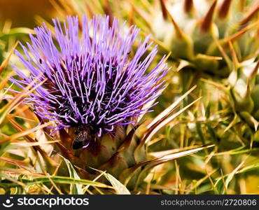 Thistle