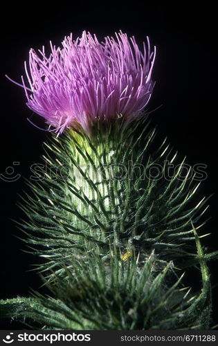 Thistle