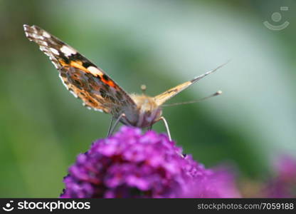 Thistle butterfly (Vanessa cardui) suck the nectar