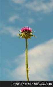 Thistle flower with a blue sky background