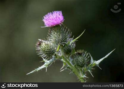 Thistle flowering on a summer&rsquo;s day in Wiltshire