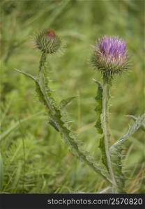 Thistle Flowers-Meadow. open and closed thistle flowers in a meadow