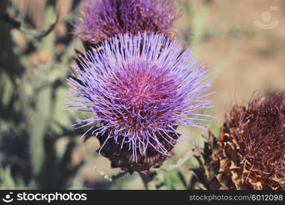 Thistle flowers. Photo toned style instagram filters