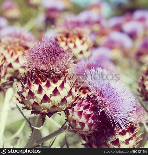 Thistle flowers. Photo toned style instagram filters