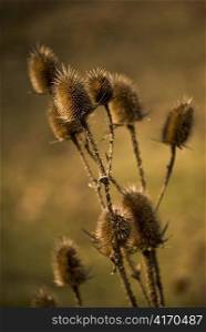 thistle in a field in autumn