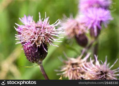 Thistle in bloom.