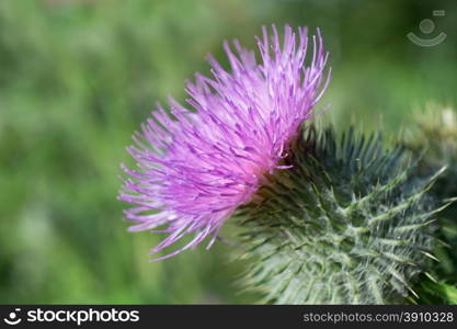 Thistle in bloom.