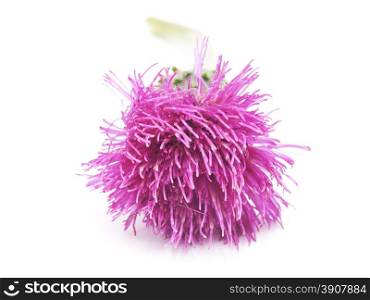 thistle on a white background