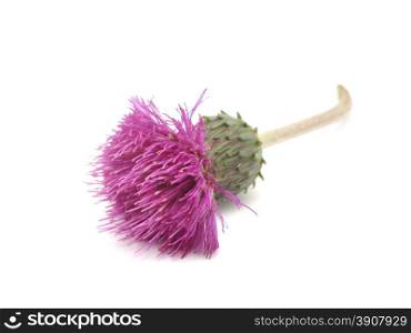 thistle on a white background